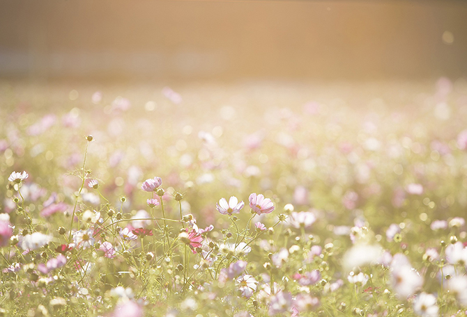 Beautiful field with pink flowers and sunlight